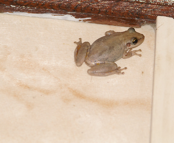 Petite grenouille dans la salle de bain